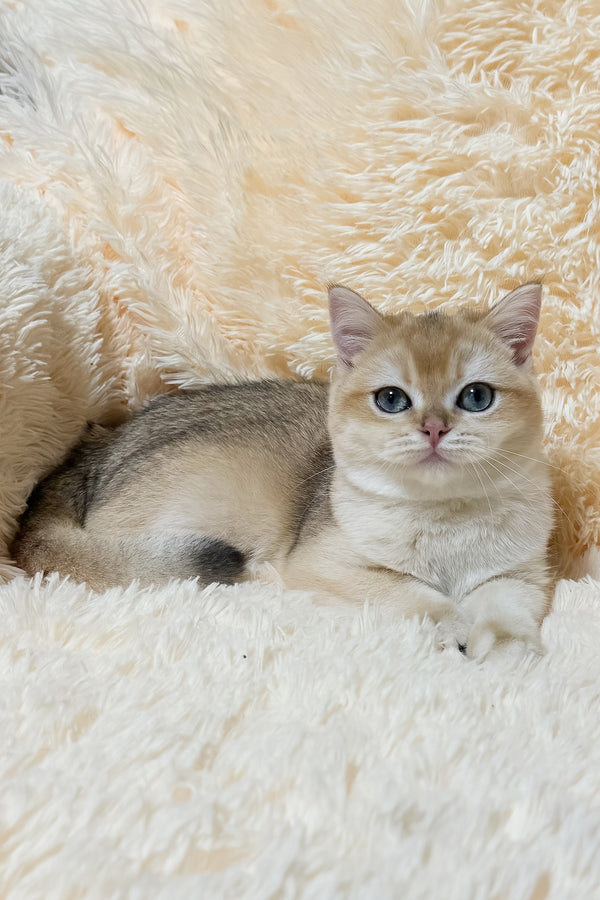 Olly | British Shorthair Kitten