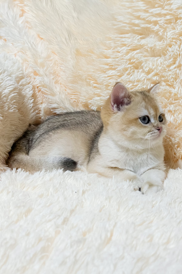 Olly | British Shorthair Kitten