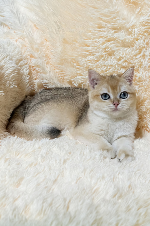 Olly | British Shorthair Kitten