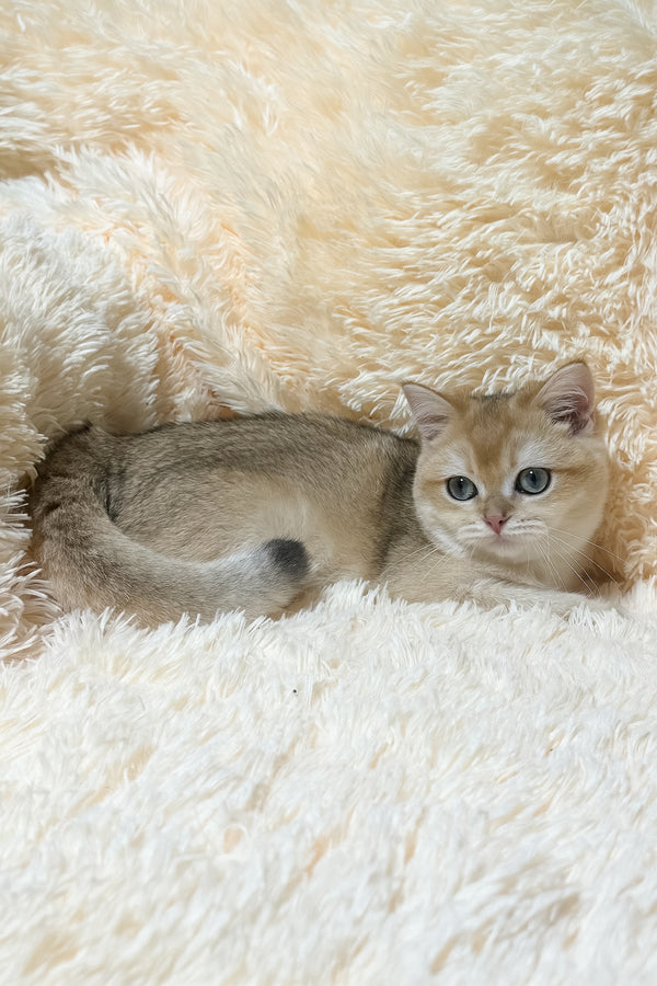 Olly | British Shorthair Kitten