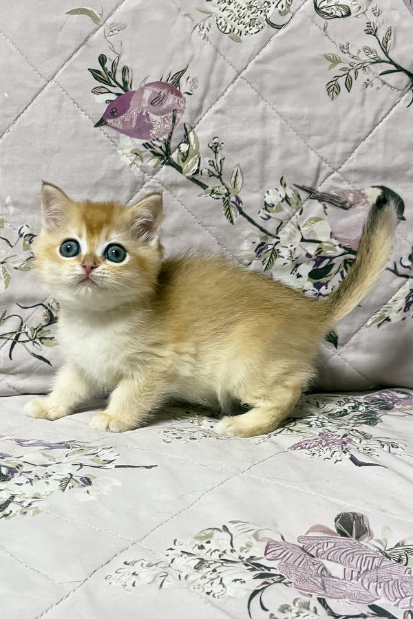 Olly | British Shorthair Kitten