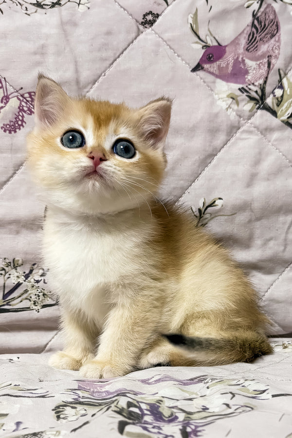 Olly | British Shorthair Kitten