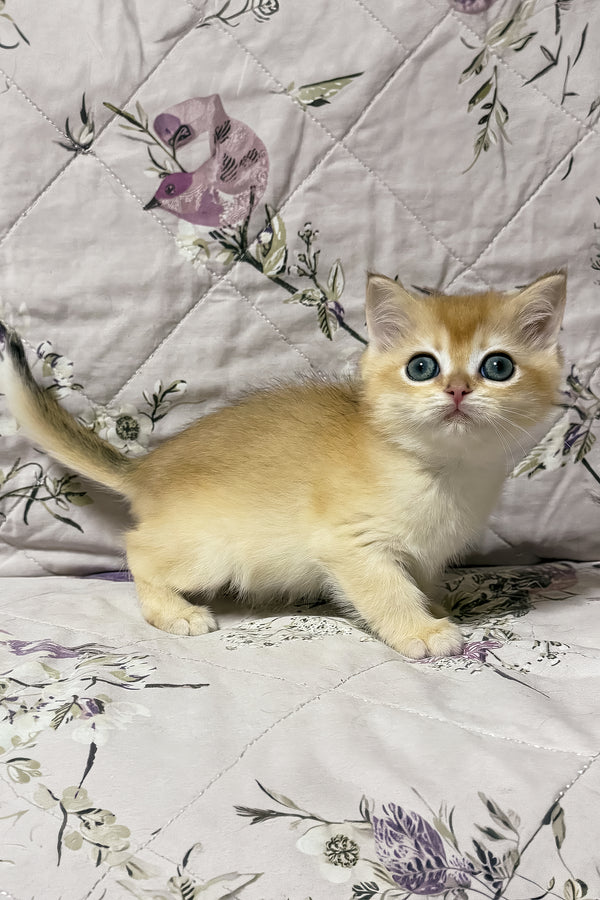 Olly | British Shorthair Kitten