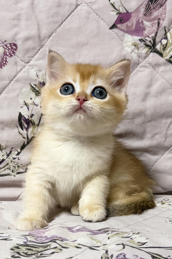 Olly | British Shorthair Kitten