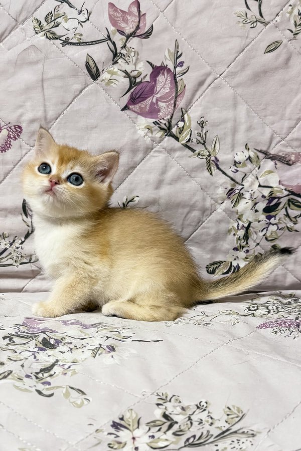 Olly | British Shorthair Kitten