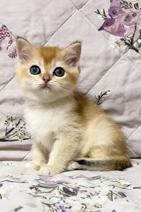 Olly | British Shorthair Kitten