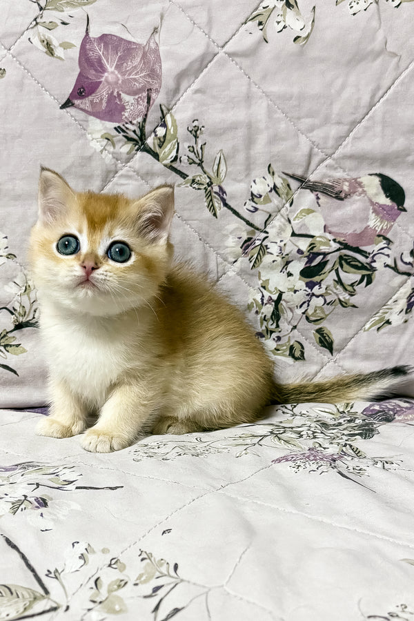 Olly | British Shorthair Kitten