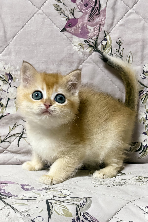 Olly | British Shorthair Kitten