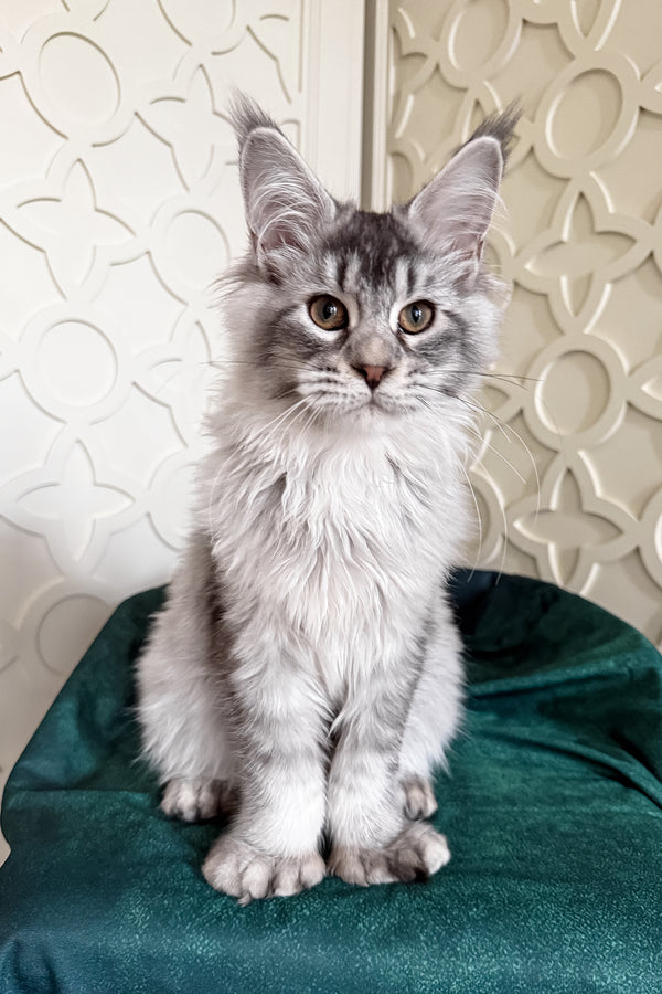 Oltar | Polydactyl Maine Coon Kitten