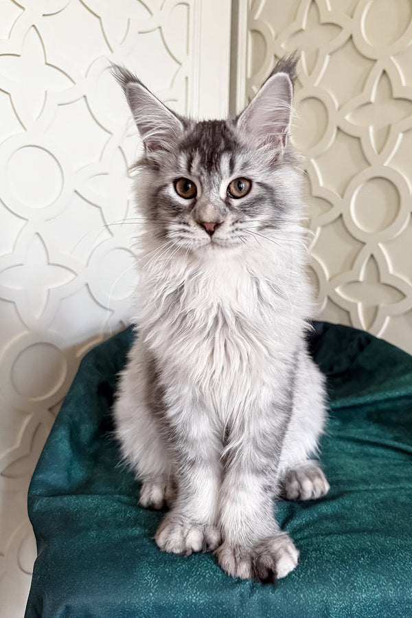 Oltar | Polydactyl Maine Coon Kitten