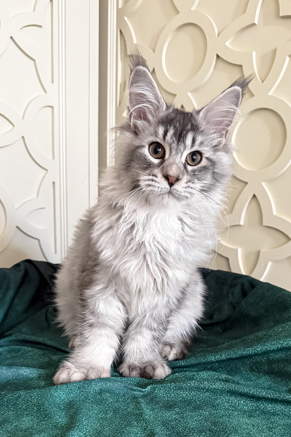 Oltar | Polydactyl Maine Coon Kitten