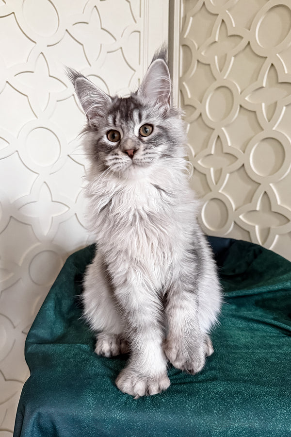 Oltar | Polydactyl Maine Coon Kitten