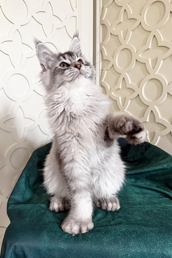 Oltar | Polydactyl Maine Coon Kitten