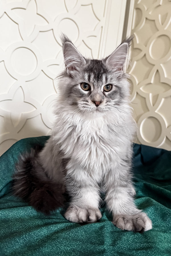 Oltar | Polydactyl Maine Coon Kitten