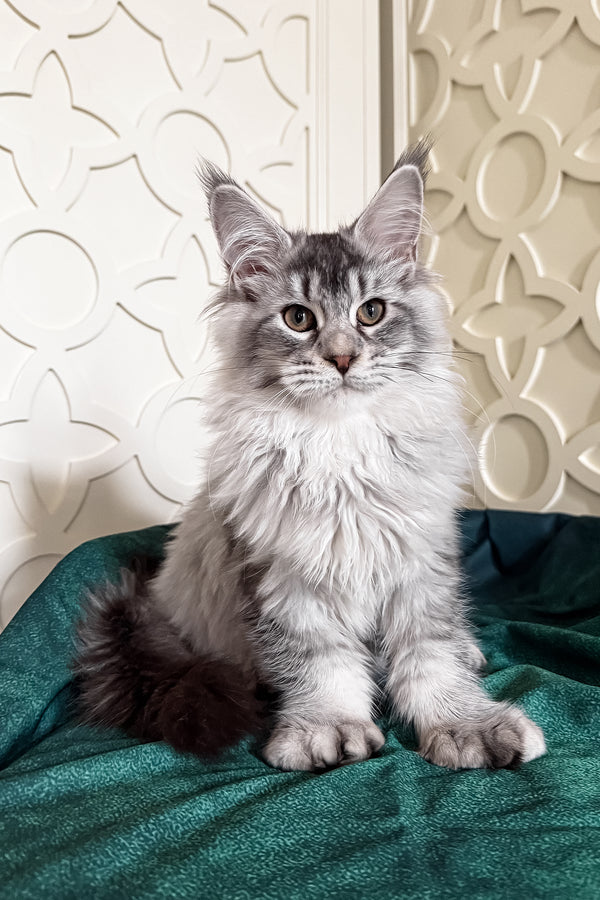 Oltar | Polydactyl Maine Coon Kitten