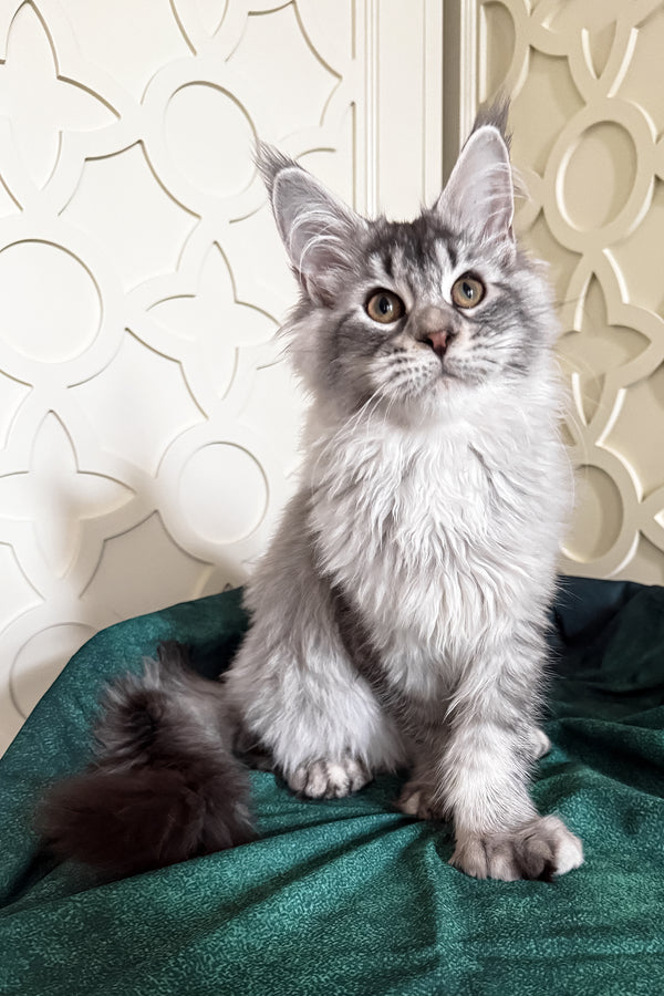 Oltar | Polydactyl Maine Coon Kitten