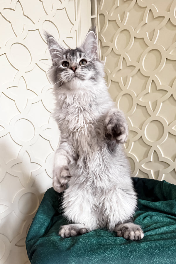 Oltar | Polydactyl Maine Coon Kitten