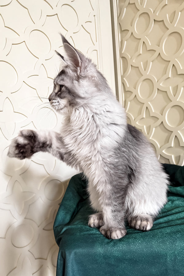 Oltar | Polydactyl Maine Coon Kitten