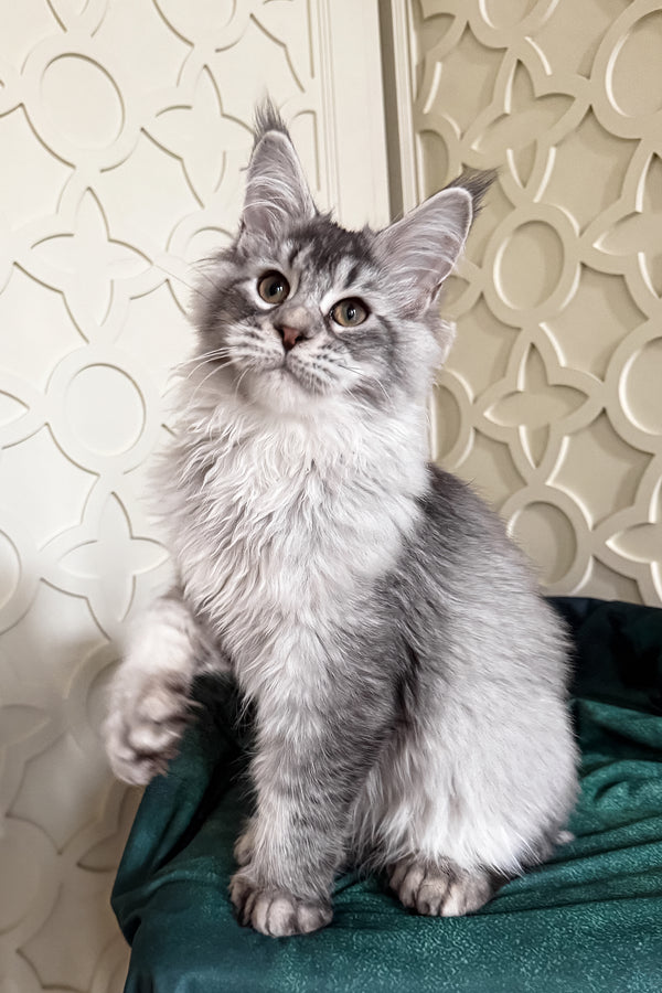 Oltar | Polydactyl Maine Coon Kitten