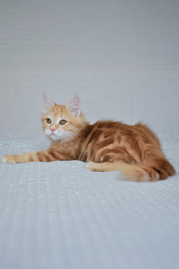 Onezhka | Siberian Kitten