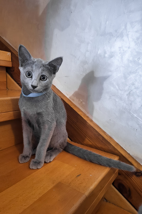 Ontario | Russian Blue Kitten