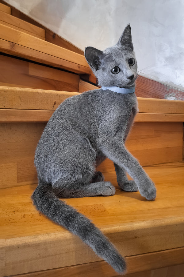 Ontario | Russian Blue Kitten