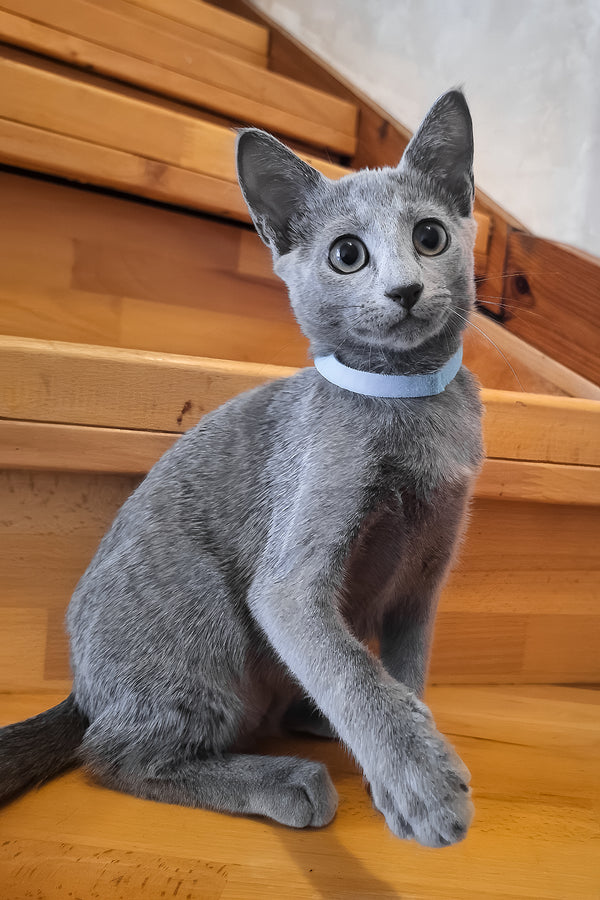 Ontario | Russian Blue Kitten
