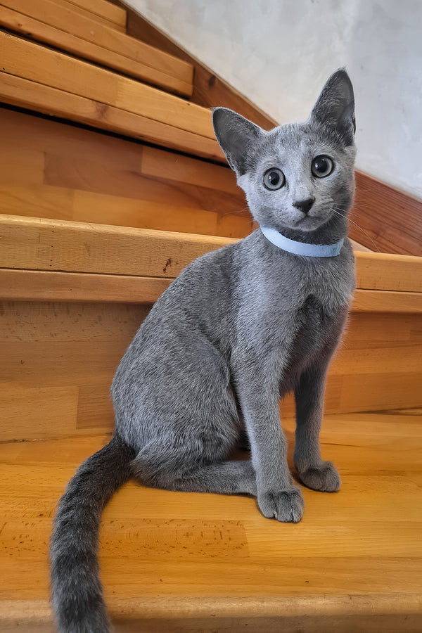 Ontario | Russian Blue Kitten