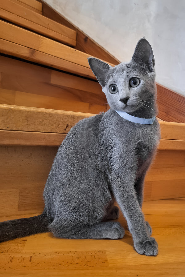 Ontario | Russian Blue Kitten