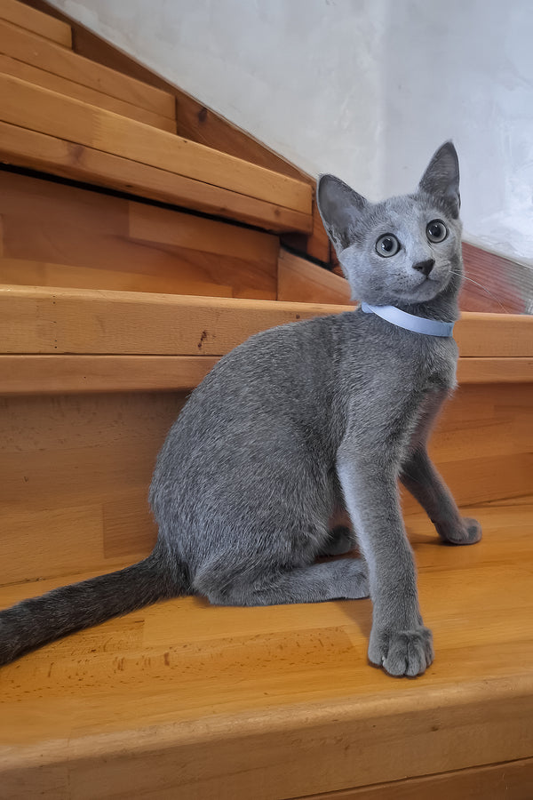 Ontario | Russian Blue Kitten