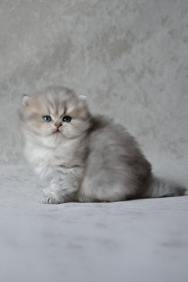 Onyx | British Longhair Kitten