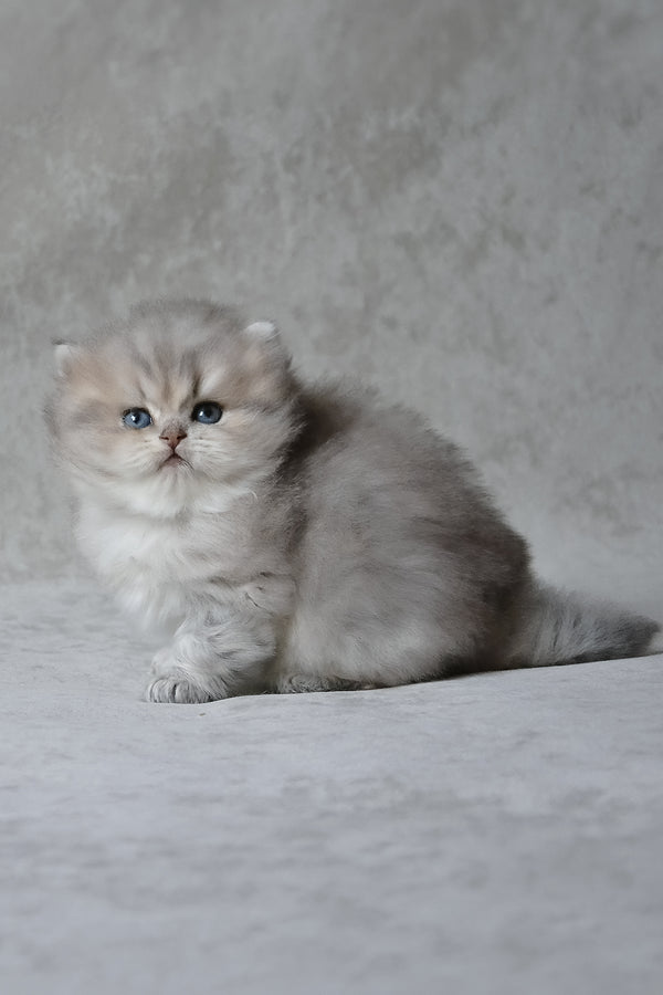 Onyx | British Longhair Kitten