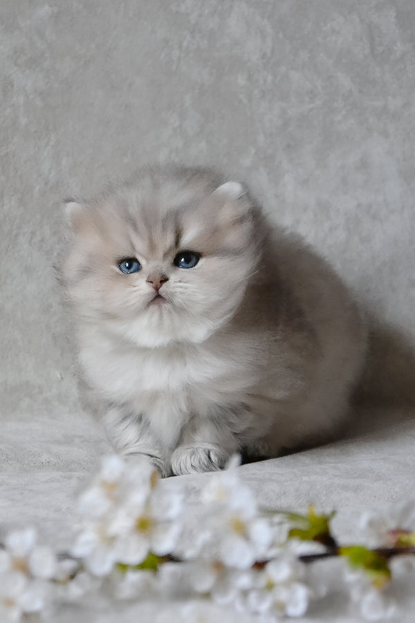 Onyx | British Longhair Kitten