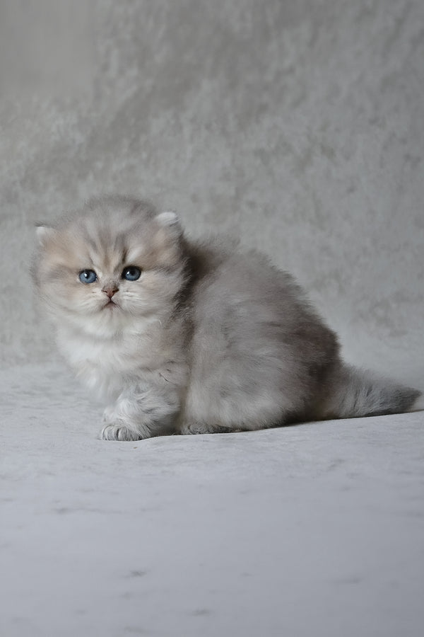 Onyx | British Longhair Kitten