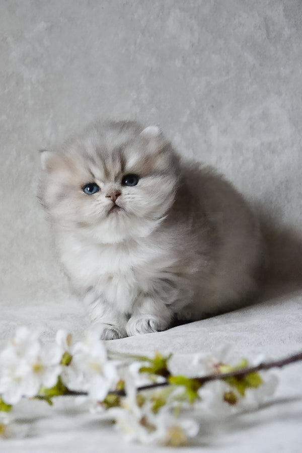 Onyx | British Longhair Kitten