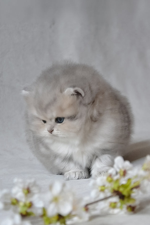 Onyx | British Longhair Kitten