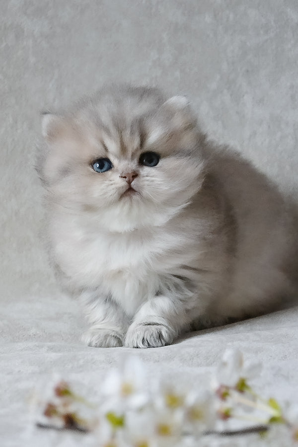 Onyx | British Longhair Kitten