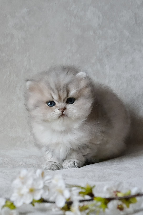 Onyx | British Longhair Kitten