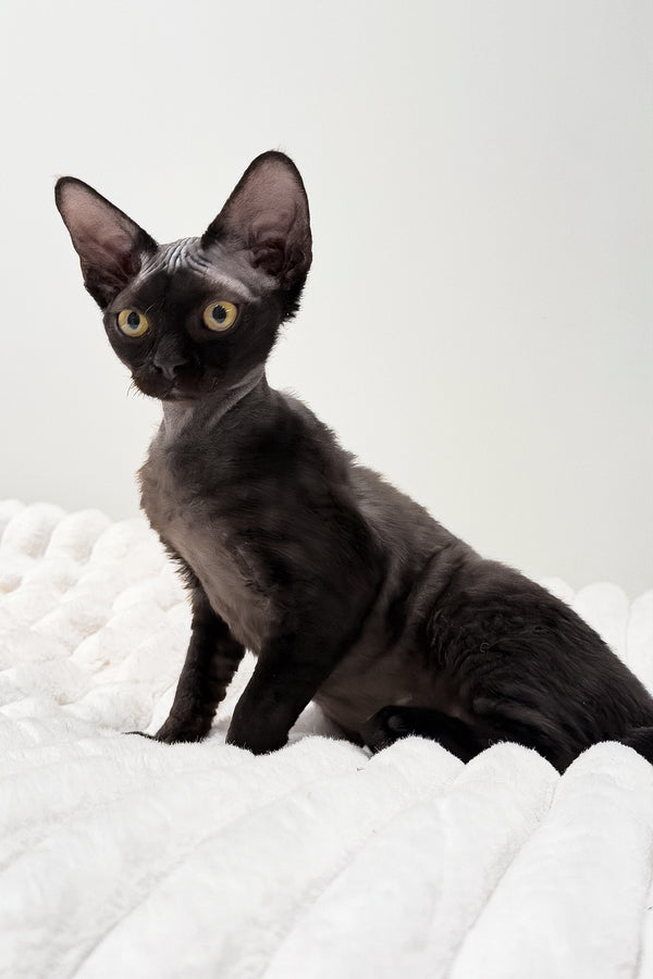 Onyx | Devon Rex Kitten