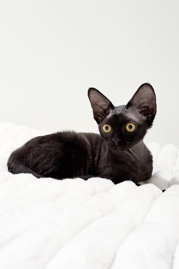 Onyx | Devon Rex Kitten