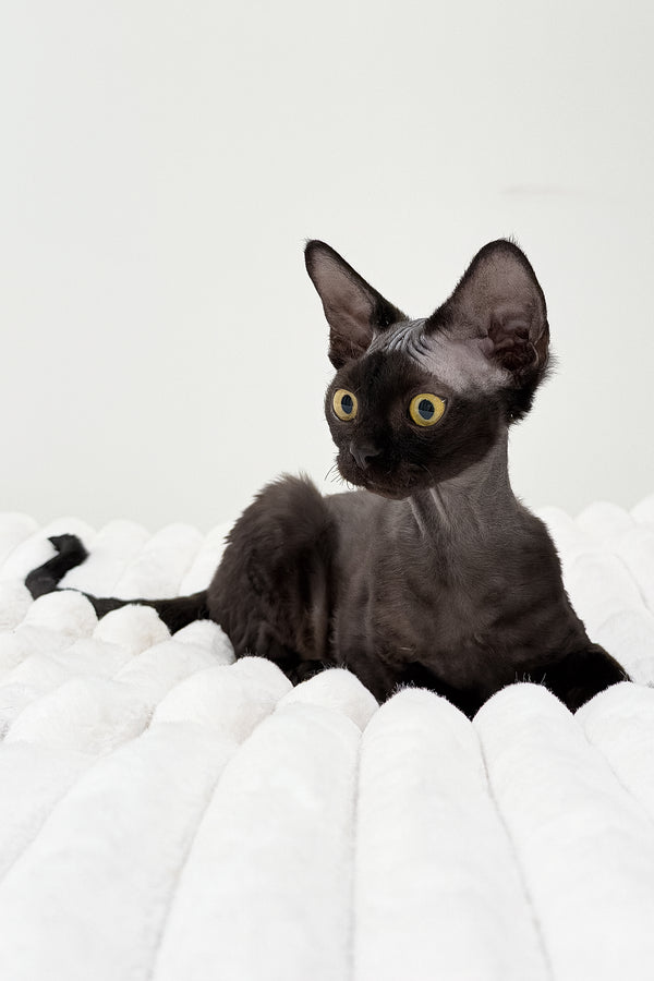 Onyx | Devon Rex Kitten