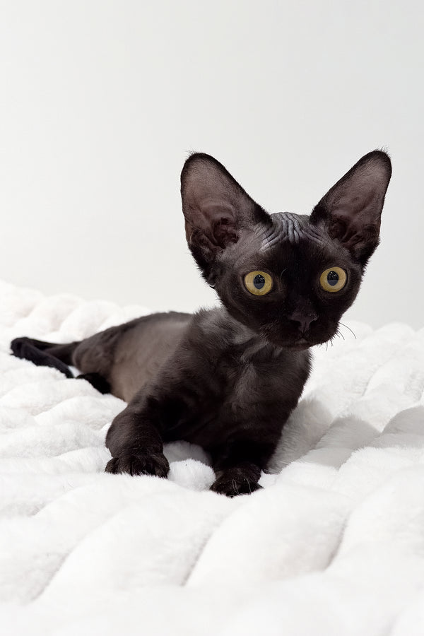 Onyx | Devon Rex Kitten