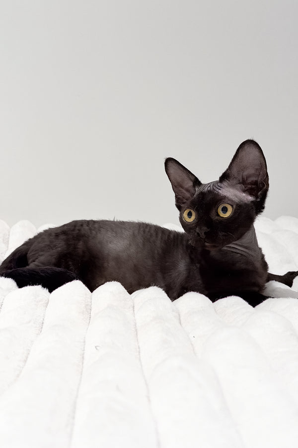 Onyx | Devon Rex Kitten