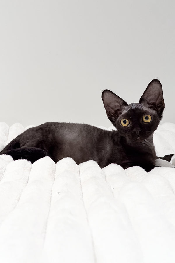 Onyx | Devon Rex Kitten
