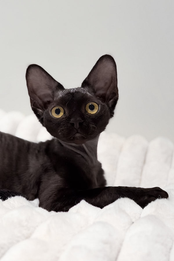 Onyx | Devon Rex Kitten