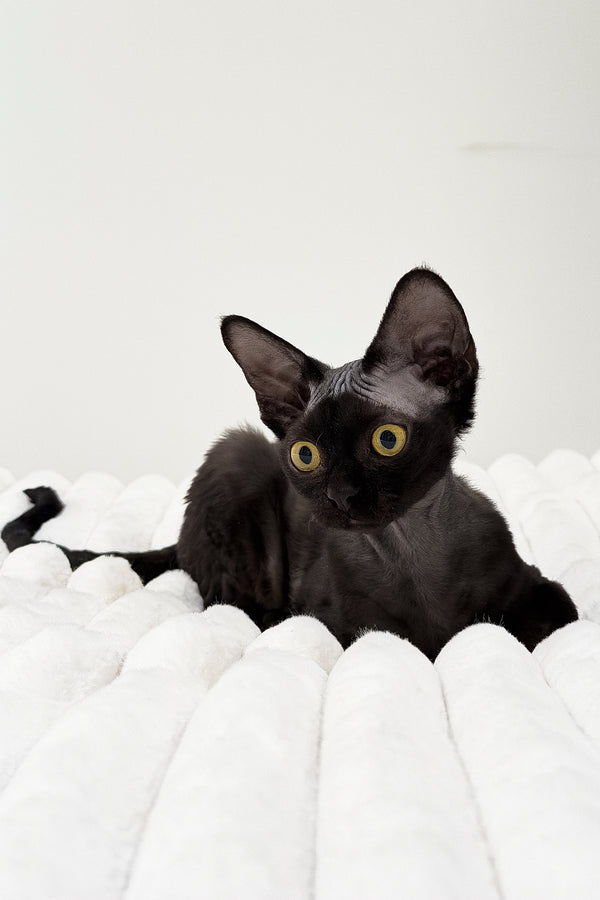 Onyx | Devon Rex Kitten