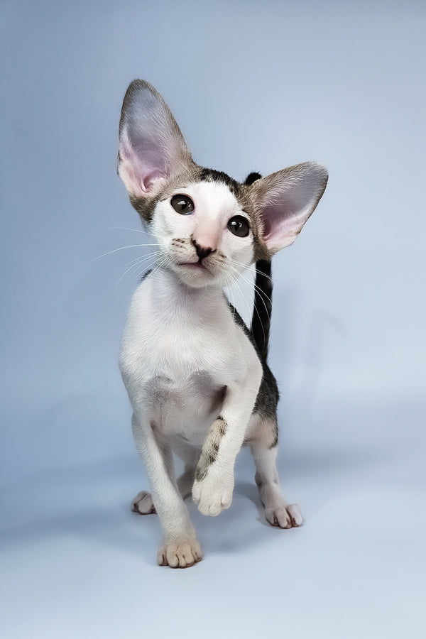 Ophelia | Oriental Shorthair Kitten