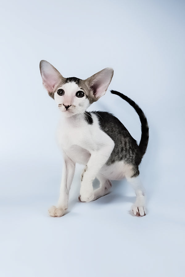 Ophelia | Oriental Shorthair Kitten