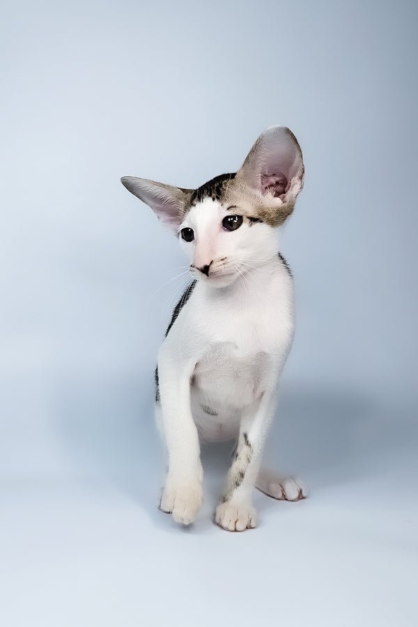 Ophelia | Oriental Shorthair Kitten
