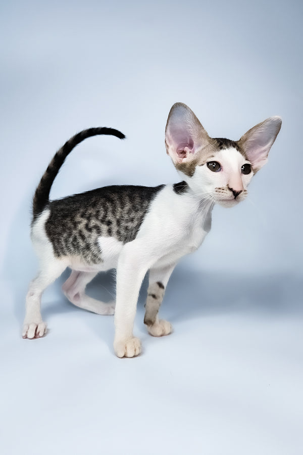 Ophelia | Oriental Shorthair Kitten